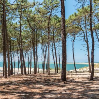 Les pins qui bordent la maison de vacances, un moment de détente entre amis et une bouteille de Mimbeau à partager.