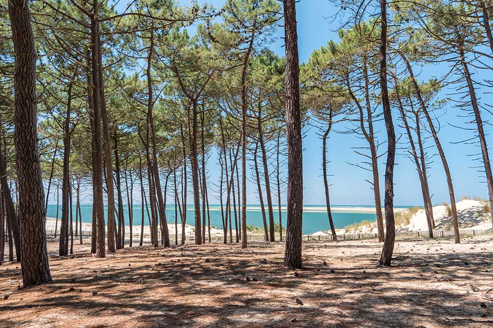 Les pins qui bordent la maison de vacances, un moment de détente entre amis et une bouteille de Mimbeau à partager.